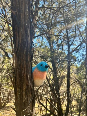 Backyard Birds