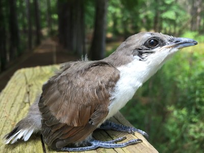 Birding Hike for Beginners