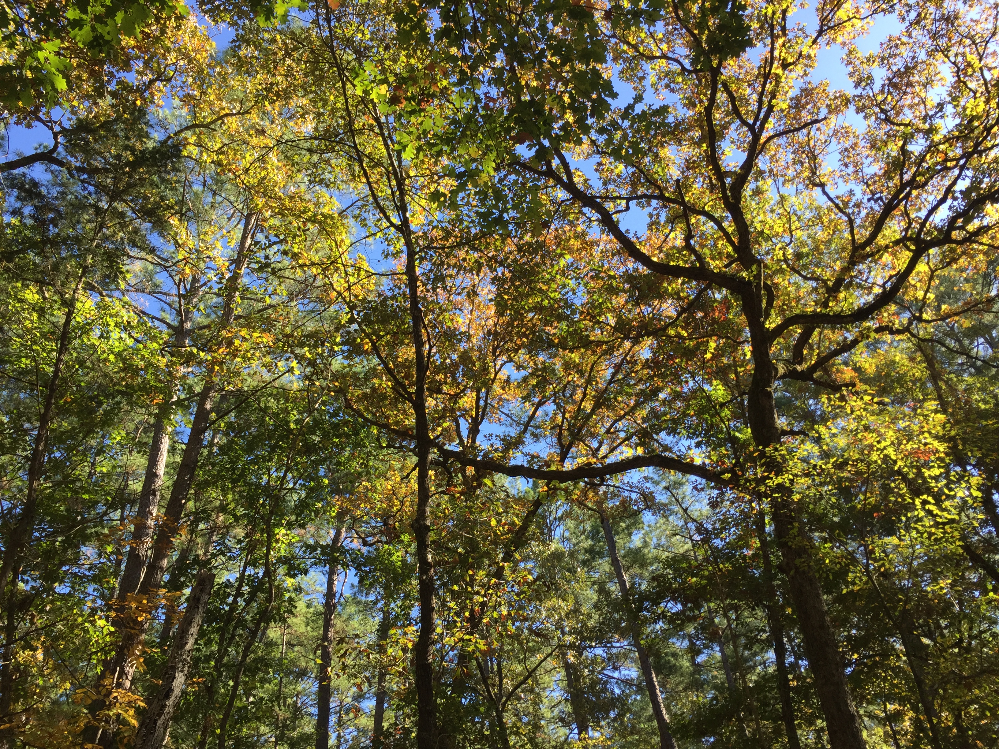 Fall Foliage at Mission Tejas