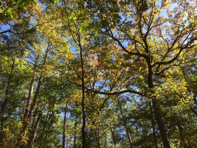 Fall Foliage at Mission Tejas