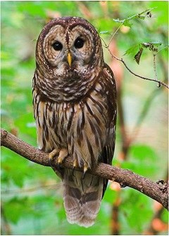 Mission Tejas Barred Owl
