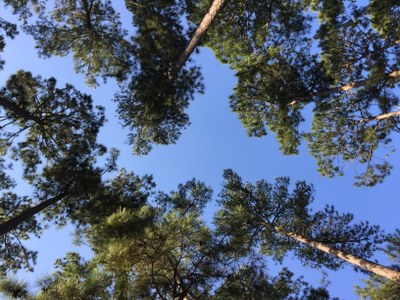 Mission Tejas Pine Trees
