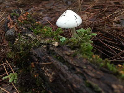 Tiny Things - fungi