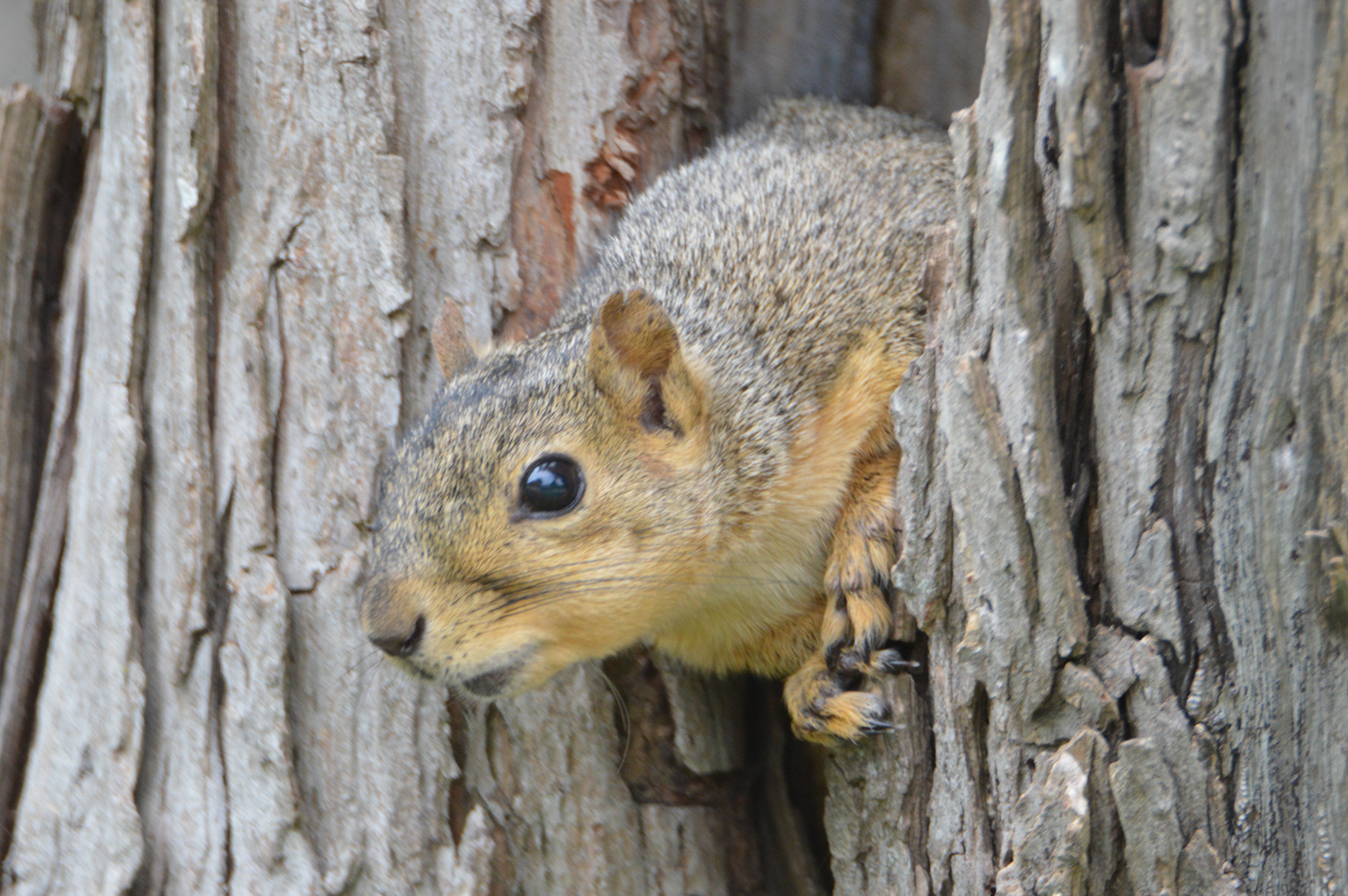 Squirrel.JPG