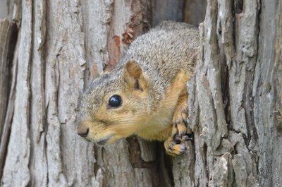 Squirrel.JPG