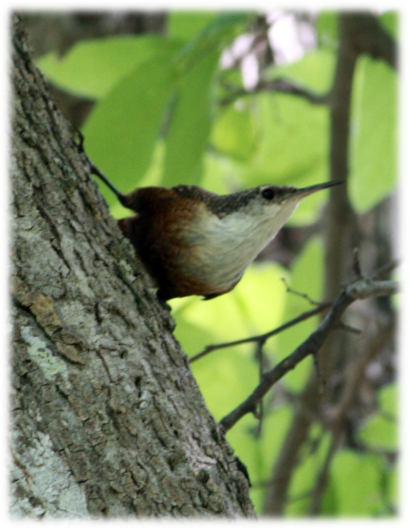 Canyon Wren.png