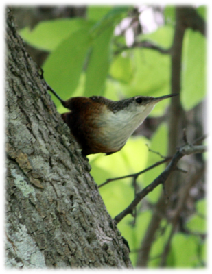 Canyon Wren.png