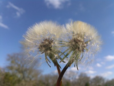 Heart Dandelions.jpg