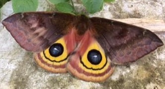 Io Moth Edited.jpg