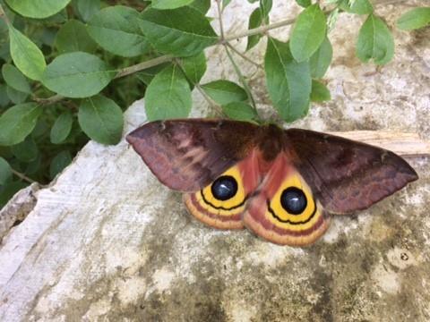 Io Moth.jpg