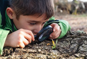 Looking for Leaves.png