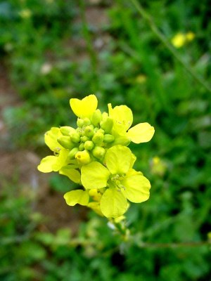 Mustard Seed 1.jpg