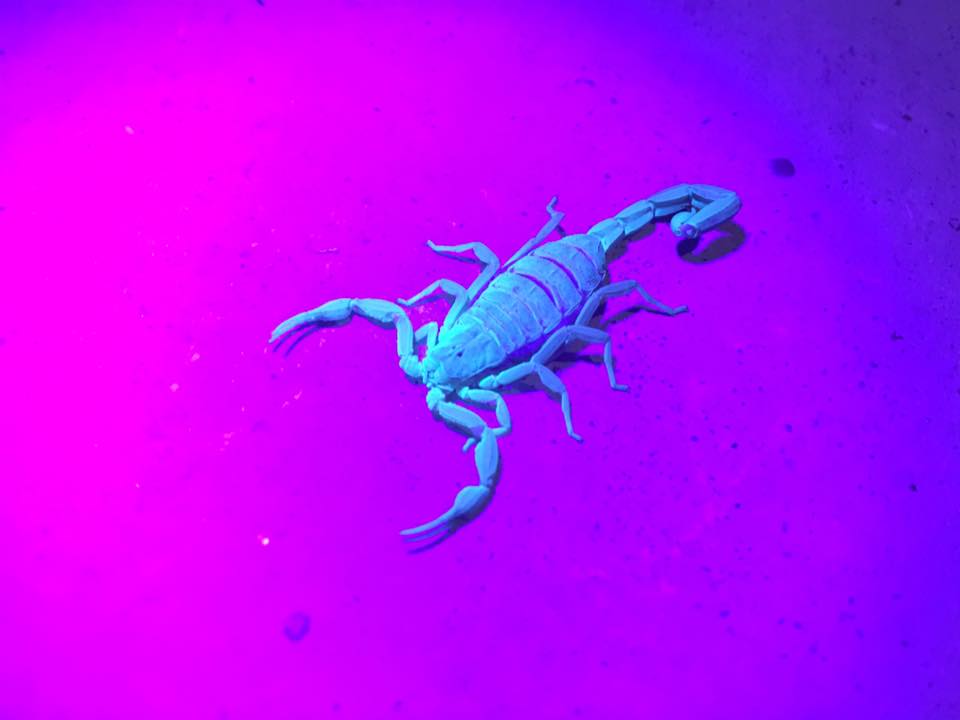 Scorpion Glow.jpg