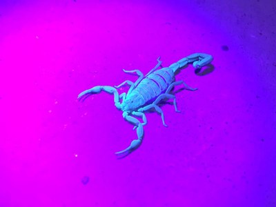Scorpion Glow.jpg