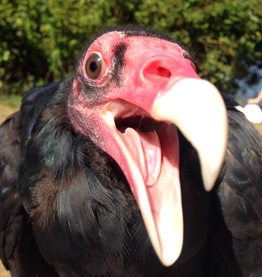 Vulture.png