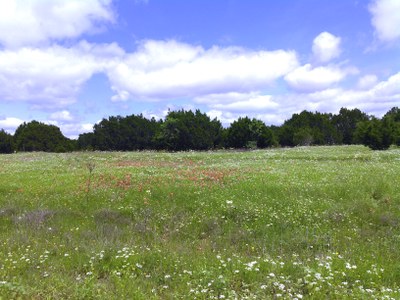 White flowers.jpg
