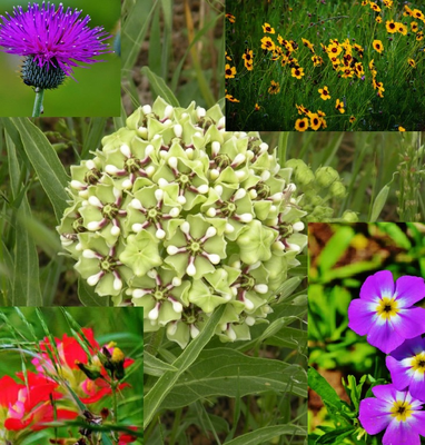Wildflower walk.png