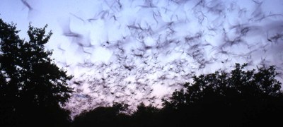 Silhouettes of bats in flight against the night sky