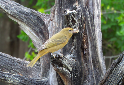 Tanager