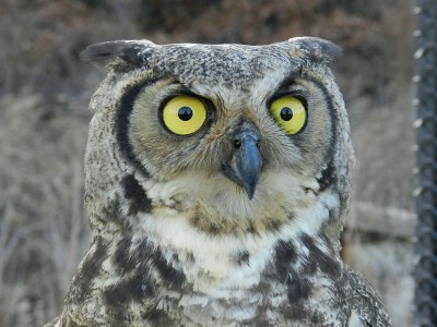 Great Horned Owl 800.jpg