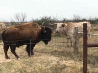 A longhorn and bison touch noses through a fence