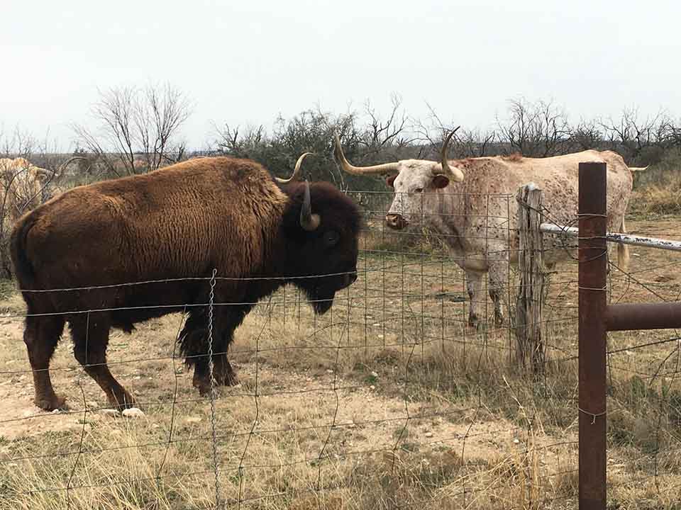 Longhorn and Bison_web.jpg