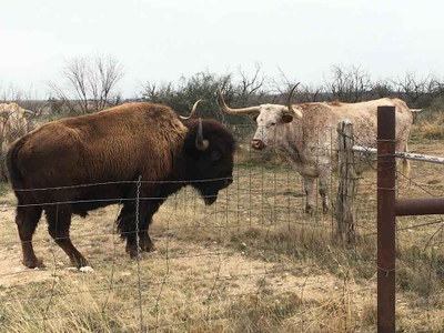 Longhorn and Bison_web.jpg