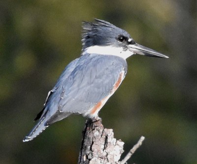 Belted Kingfisher (Female), North Pond 3, 2021-10-20.jpg