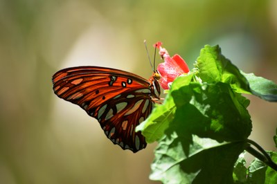 Gulf Fritillary.jpg