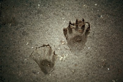 Raccoon tracks.jpg