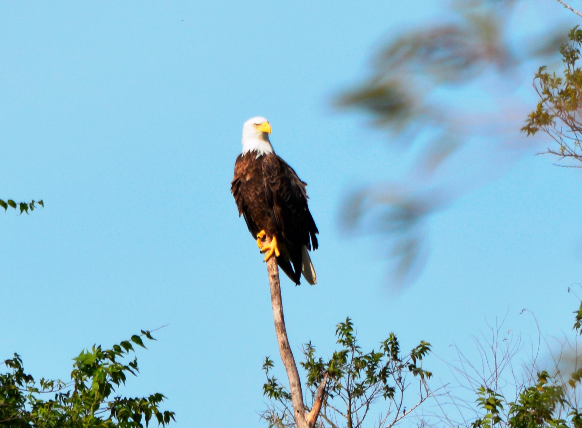 sheldon eagle.jpg