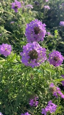 vervain.jpg