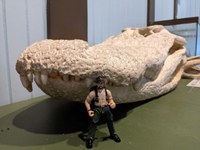 Gator skull with Ranger action figure