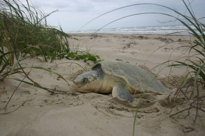 Kemps Ridley on beach laying eggs.JPG