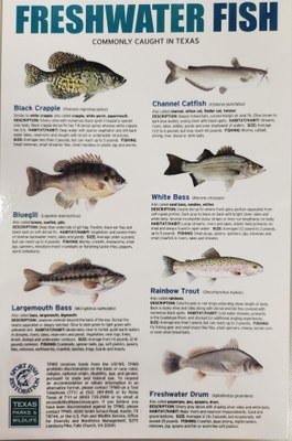 Fish ID Card FW.jpg