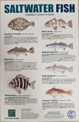 Fish ID Card SW.jpg