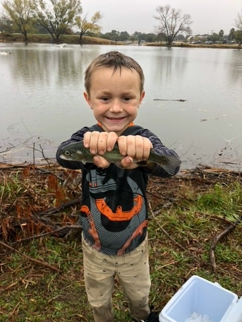 Rainbow Trout at Bradfield Village Park.jpg