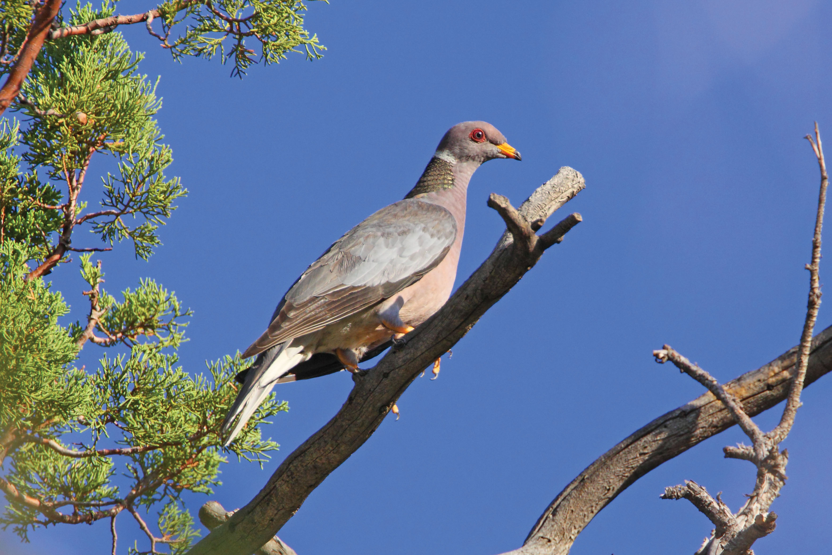 Band-tailed Pigeon.jpg