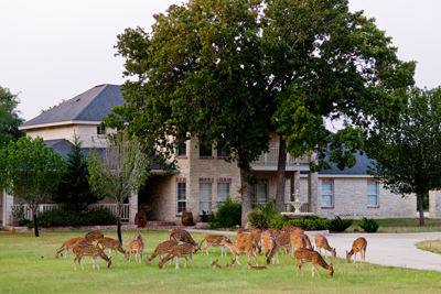 axis deer in front yard