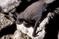 Closeup shot of bat