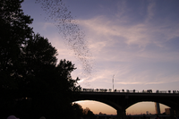 Bats emerging from the Congress Avenue Bridge in Austin, TX