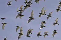 Bats in flight overhead