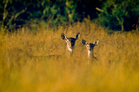 White-tailed deer doe and fawn in tall grass