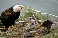 Bald Eagle in nest with hatchling calling