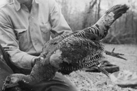 1950's biologist with Wild Turkey