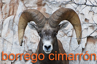 Desert bighorn sheep ram head-on