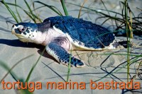 Kemps Ridley Sea Turtle