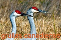 Sandhill Crane Heads