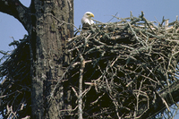Bald Eagle in huge nest