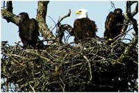 Bald eagle with juvenile eagles in nest